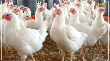 مفاجأة غير متوقعة.. الفراخ بـ62 جنيهًا رئيس اتحاد منتجي الدواجن يكشف السبب الحقيقي وراء هذا الرقم. 1